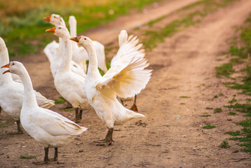 Geese in the grass, domestic bird, flock of geese. Flock of domestic geese. Summer green rural farm landscape gaggle