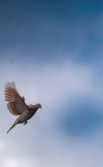 white dove in the sky homing pigeon bird flying fand perching on home roof tile.
