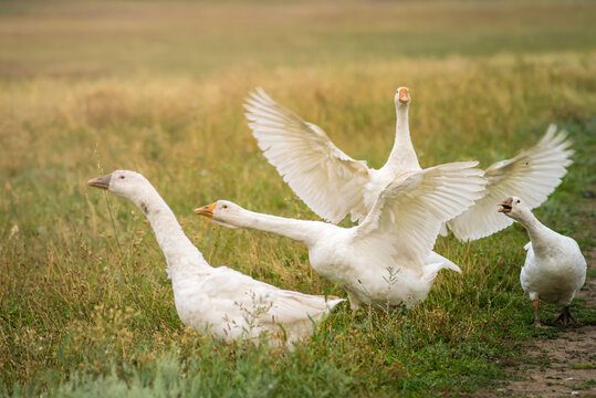 Geese in the grass, domestic bird, flock of geese. Flock of domestic geese. Summer green rural farm landscape gaggle