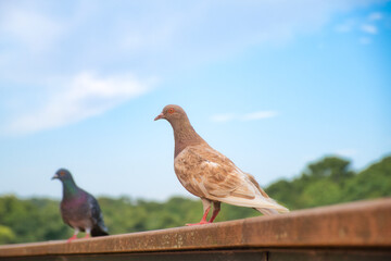 栗色の鳩