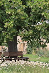 Obraz premium Bank um Baum