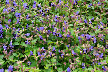 field of Viola tricolor