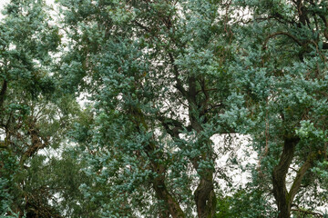 Fototapeta premium eucalyptus