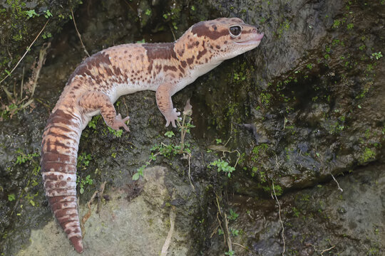 An African fat tailed gecko is sunbathing before starting his daily activities. This reptile has the scientific name Hemitheconyx caudicinctus.