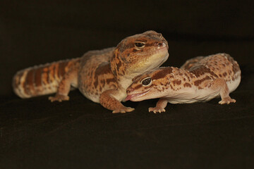 A pair of African fat tailed geckos are getting ready to mate. Selective focus with black BG. This...