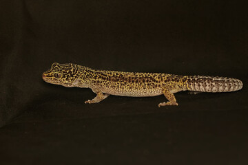 Fototapeta na wymiar A leopard geckois posing in a distinctive style. This reptile has the scientific name Eublepharis macularius.