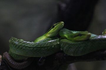 Arboreal ratsnake