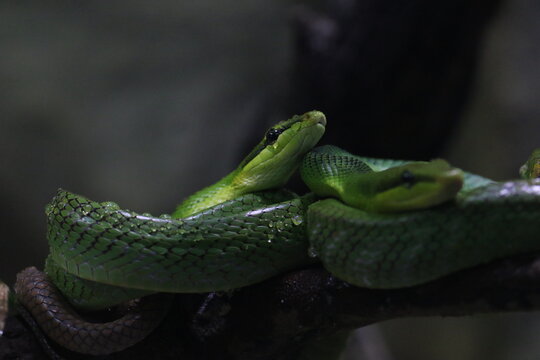 Arboreal Ratsnake