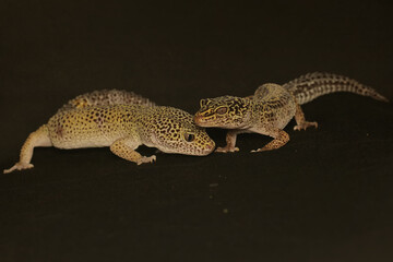 A pair of leopard geckos are getting ready to mate. This reptile has the scientific name...