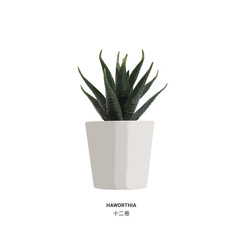 realistic vector illustration nature potted succulent plant in white flowerpot with green cactus and cacti is called haworthia in desert
