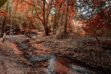 Red wild autumn forest and a flowing spring	