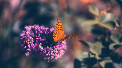 Butterfly on flower