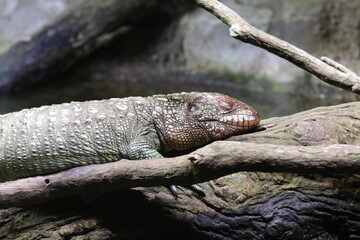 Naklejka premium Caiman lizard lazing on a branch