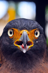 close up of a eagle