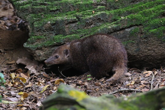 Common kusimanse under a tree log