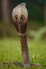close up of a Cobra