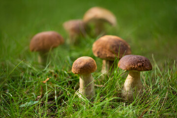 boletus mushroom, boletus, mushrooms in the forest