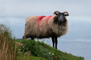 Achill Sheep