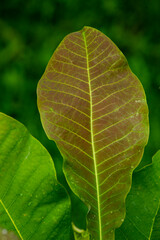 magnolia delbata leaf large evergreen tree cloudforest magnolia eleoxochitl macrophylla eautiful tropical tree grows  wild nature background  .