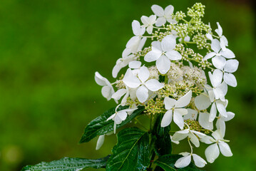 Japanese Hydrangea (Hydrangea petiolaris). Inflorescence Closeup Climbing.