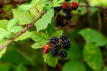 Wild Blackberries growing ripening  twig Natural food - fresh garden. Bunch of ripe blackberry fruit - Rubus fruticosus branch with green leaves  farm. Close-up, blurred background. field hand man.