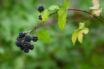 Wild Blackberries growing ripening  twig Natural food - fresh garden. Bunch of ripe blackberry...