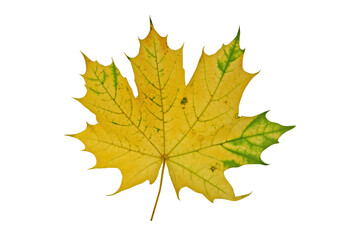 Colorful autumnal maple leaf