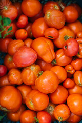 Delicious red tomatoes. Fresh and juicy tomatoes. Natural background and texture. Harvesting on an organic farm. Agricultural industry.