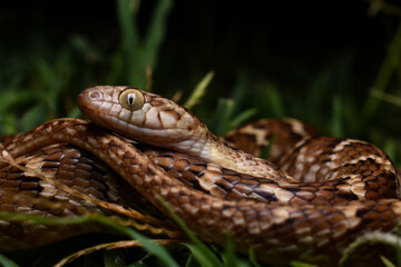 Common cat snake