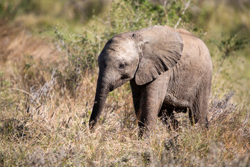 Naklejka na ściany i meble African elephant calf growing up in the wildlife of the African savannah, this animal becomes the largest land mammal with a long trunk and strong ivory tusks, and is one of the big five.