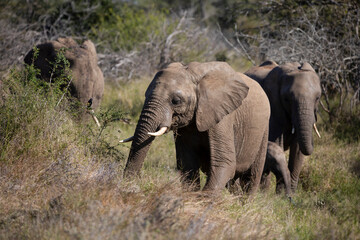 Family of African elephants living the wildlife of the African savannah, these animals are the largest land mammals and are highly sought after on safari, as well as one of the big five.
