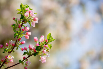 Spring blooming sakura trees. Pink flowers Sakura Spring landscape with blooming pink tree. Beautiful sakura garden on a sunny day.Beautiful concept of romance and love with delicate flowers.