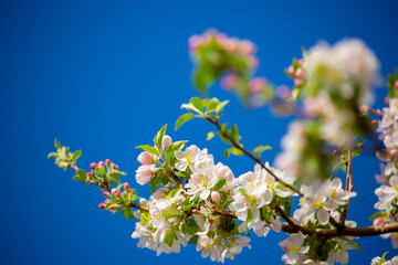 Spring cherry blossoms against a blue sky. Pink flowers spring landscape with blooming pink tree. Beautiful sakura garden on a sunny day. Beautiful concept of romance and love with delicate flowers.