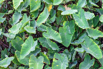 Wild taro garden close up top view with water drops