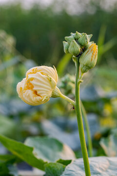 Yellow luffa aegyptiaca or sponge gourd flower close up inside of the farm
