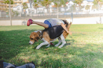 Child playing his beagle dog
