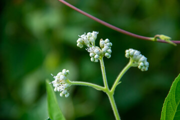 Eupatorium grass flower background in the forest