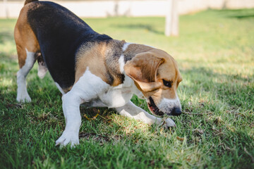 beagle puppy in the grass