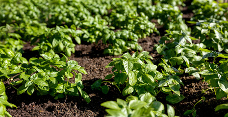 Fresh organic basilic leaves in the garden. Fresh herbs for cooking. Botanical name is Ocimum basilicum