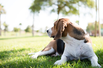 beagle dog sitting on grass