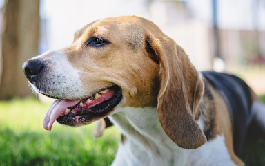 beagle dog portrait