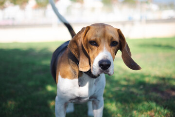 Adorable beagle dog looking to the camera. e