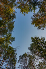 Obraz premium trees and sky