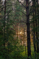 morning in the forest