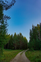 Fototapeta na wymiar road in the forest