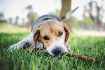 beagle dog playing with a stick
