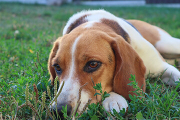 A cute dog beagle is lying on the green grass in a summer meadow