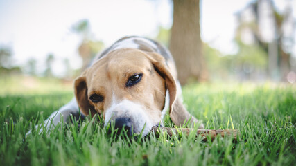 beagle puppy in the grass