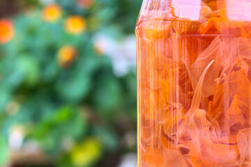Preparing a tincture of nasturtium flowers. Close up of a jar with flowers in alcohol. Plant...