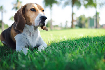 Relaxed beagle dog on the grass